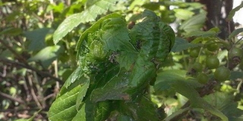 Mravi na ribizli - kako se riješiti